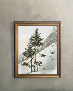 Reproduction Art Print (Wintery Pine)