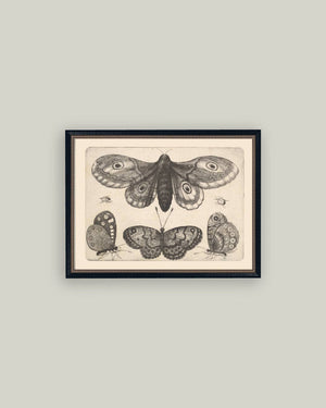 Various Insects Framed Antique Art