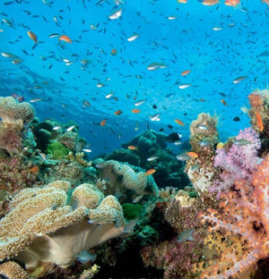 Fifty Places to Dive Before You Die