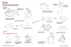 How To Draw Animals