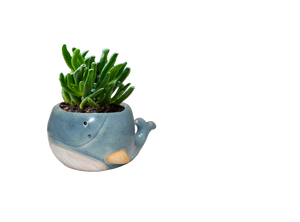 Wilam The Whale Planter Pot