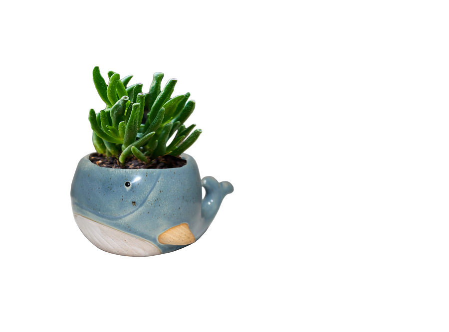 Wilam The Whale Planter Pot