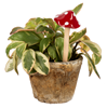 Mushroom Flower Pot Pick