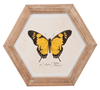 Butterfly In Hexagon Frame