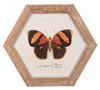 Butterfly In Hexagon Frame