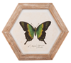 Butterfly In Hexagon Frame