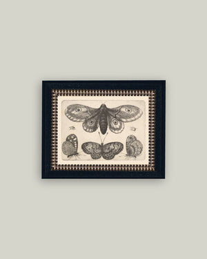 Various Insects Framed Antique Art